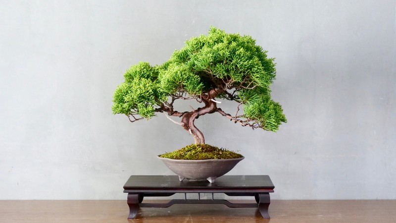 Cây bonsai để bàn